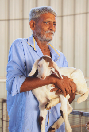 Old Man with sheep